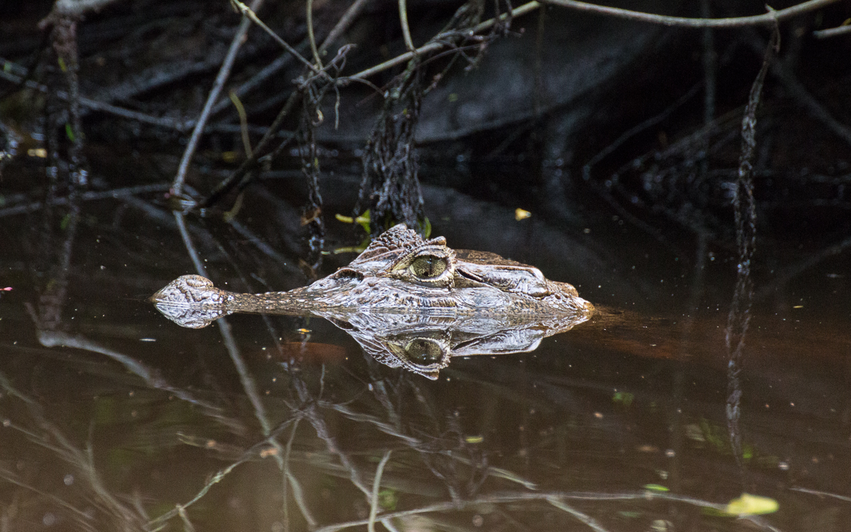 Tortuguero Nationalpark Kaiman im Wasser