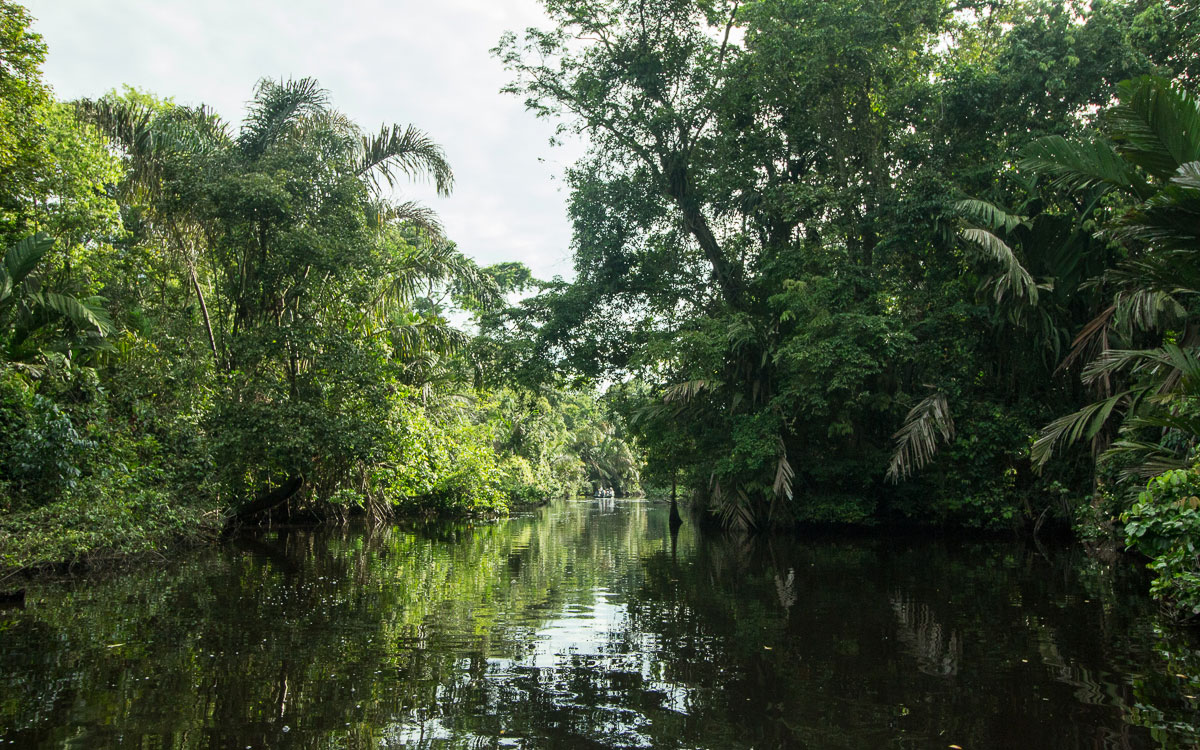 Tortuguero Nationalpark Natur Dschungel