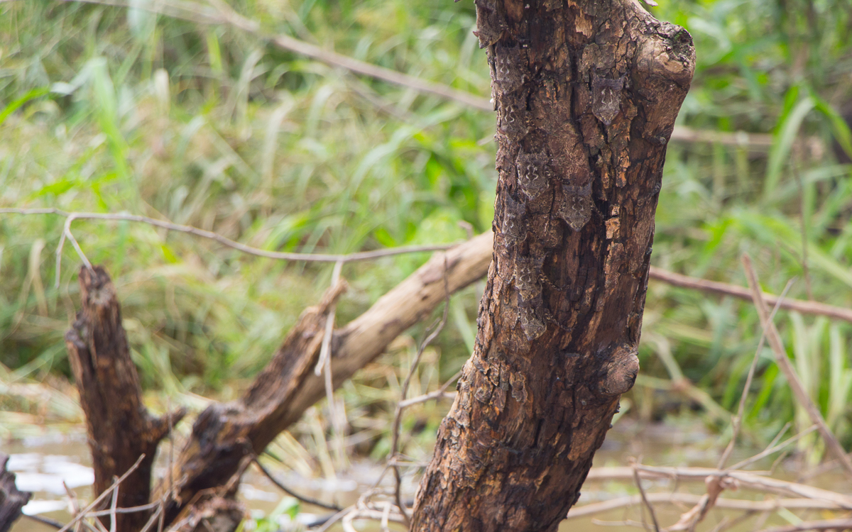Tortuguero Nationalpark Fledermäuse