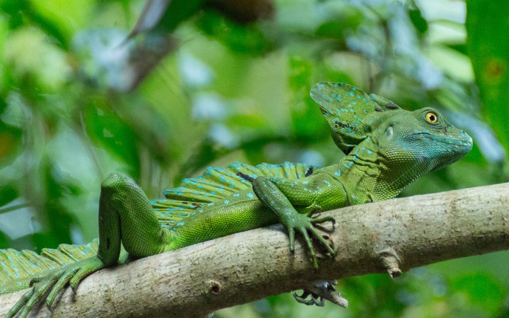tortuguero-nationalpark-jesus-christus-echse-costarica