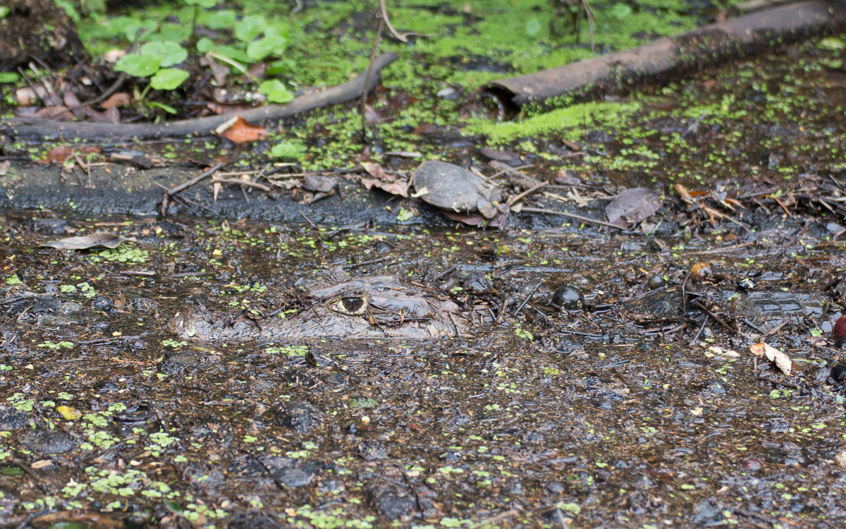 Tortuguero Nationalpark Kaiman