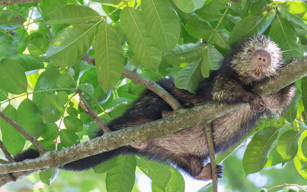 Tortuguero Nationalpark Stachelschwein