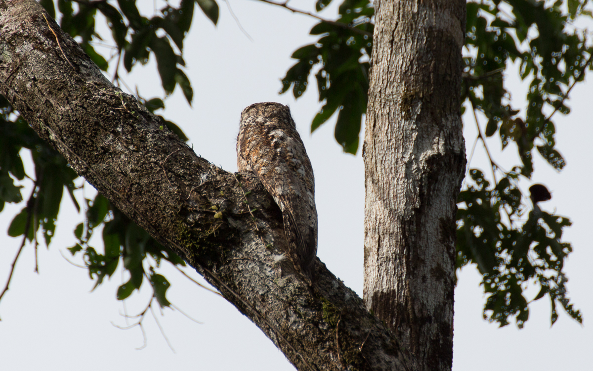 Tortuguero Nationalpark Uhu