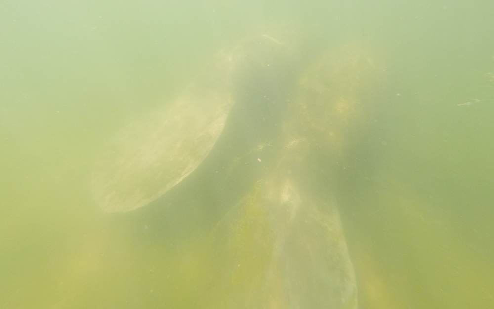 Beste Reisezeit Florida schnorcheln nach Regentag