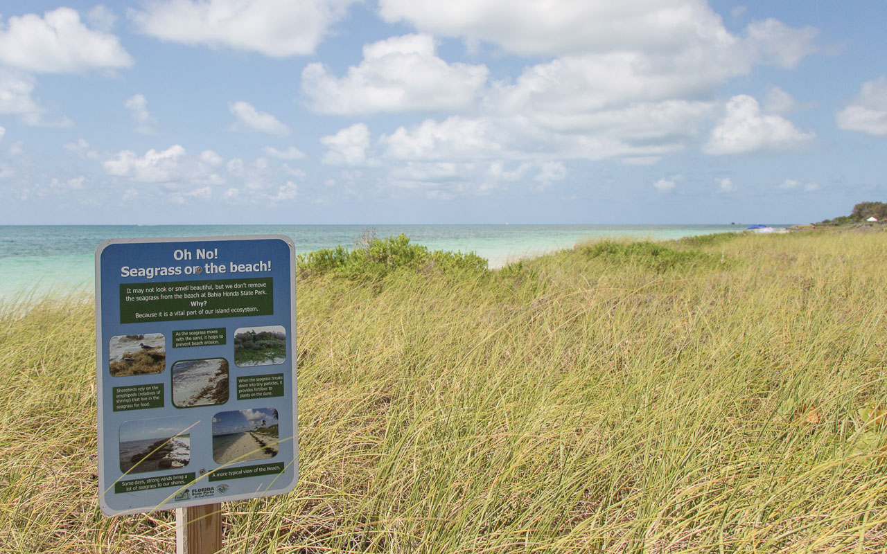 Bahia Honda State Park Beach Seegras