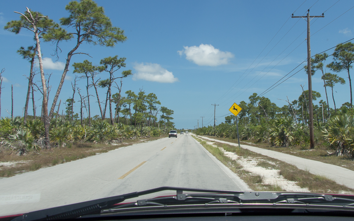 Big Pine Key Key Deer Florida Keys