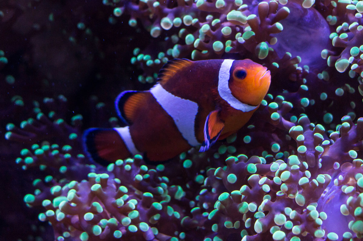 Sarasota TIpps Mote Aquarium Clownfish