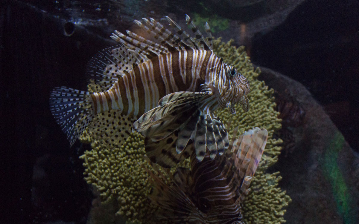 Sarasota Sehenswürdigkeiten Mote Aquarium Feuerfisch