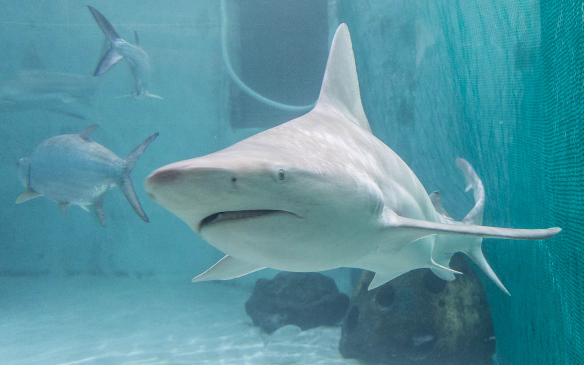 Sarasota Sehenswürdigkeiten Mote Aquarium Haie