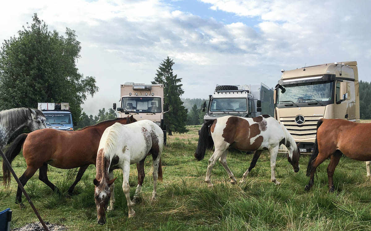 Schwarzwald Abenteuer Mercedes-Benz Pferde