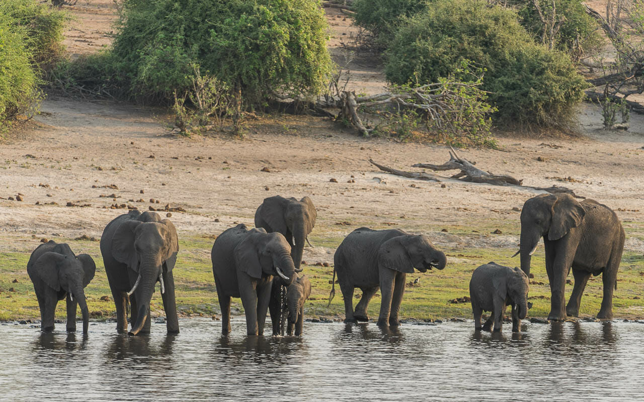 Botswana Reisetipps Chobe Nationalpark Elefanten