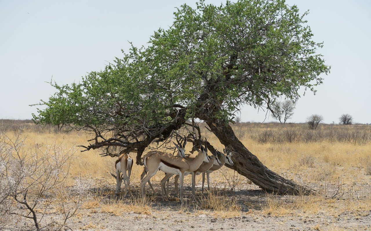 Botswana Reisetipps CKGR Deception Valley