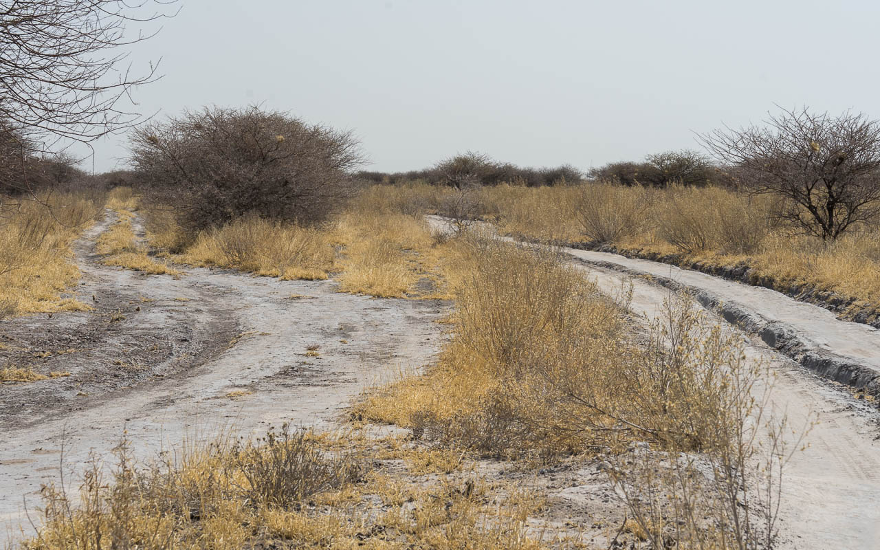 Autofahren Botswana Tipps Geschwindigkeit CKGR