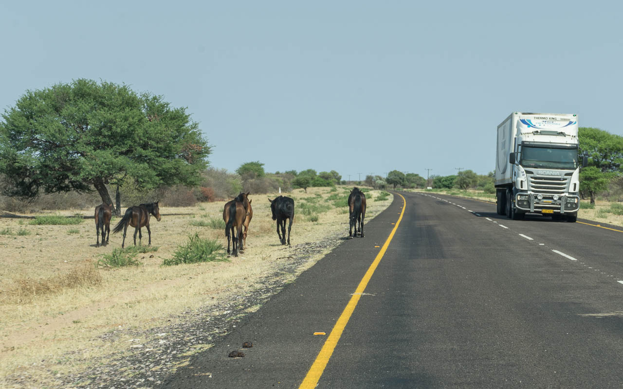 Autofahren Botswana Tipps Linksverkehr und Tiere