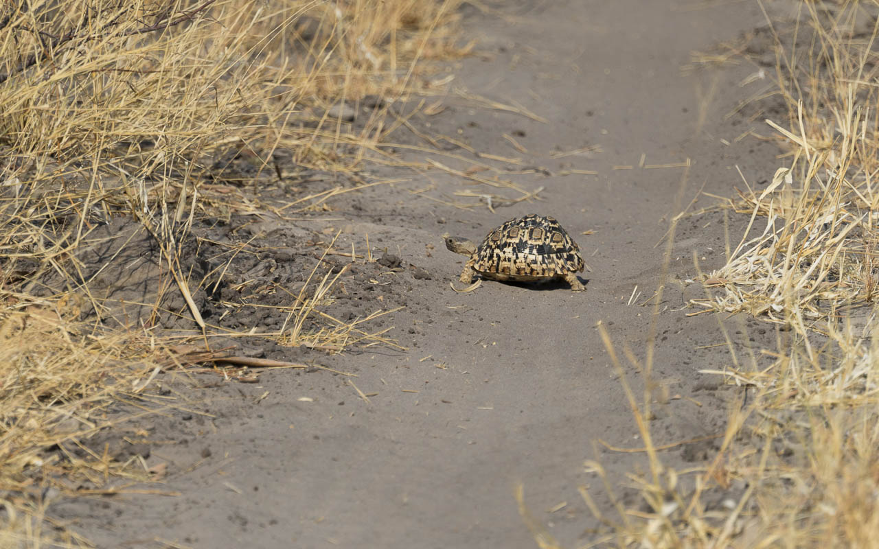 Autofahren Botswana Tipps Tiere Schildkröte