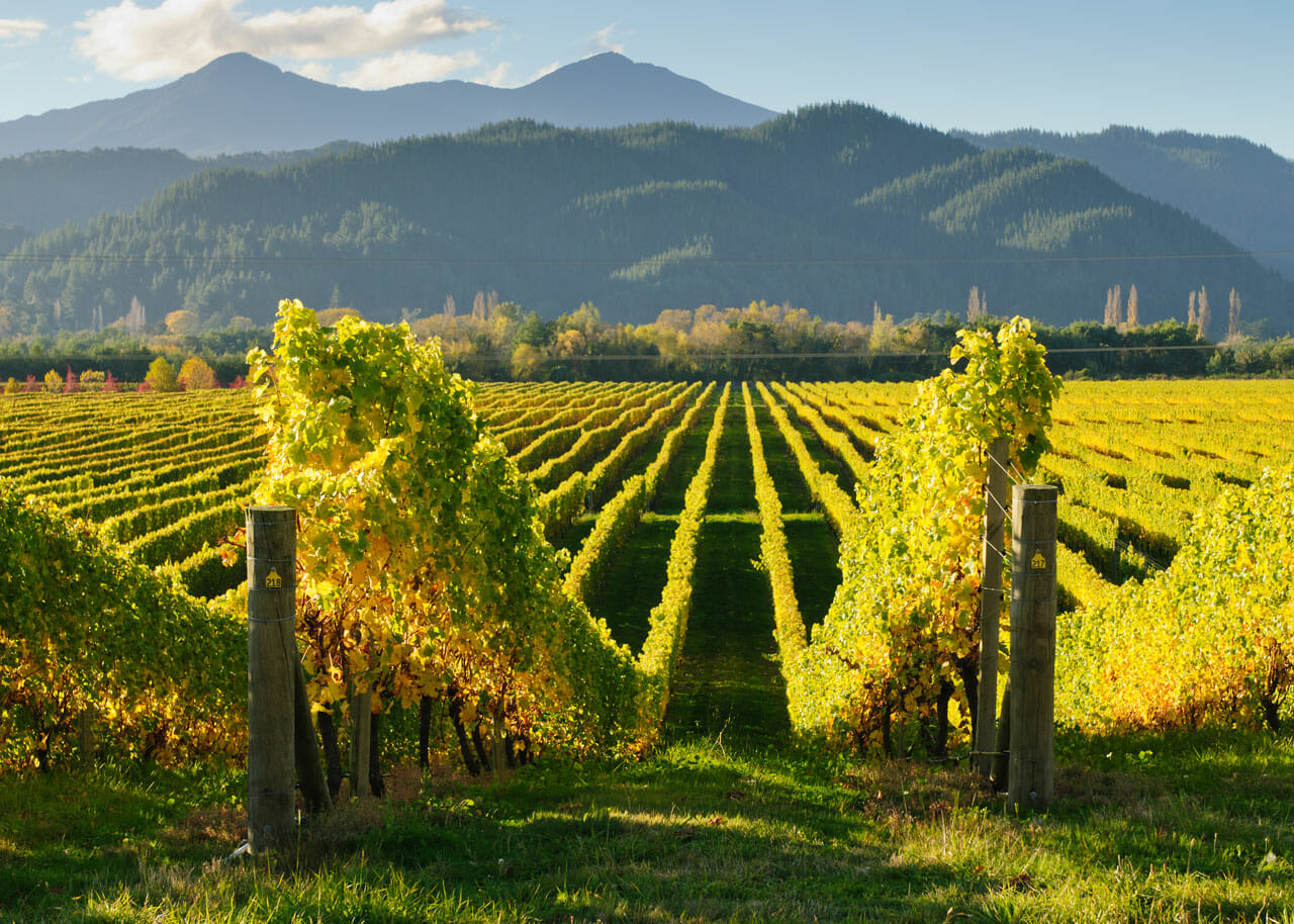 Neuseeland Tipps: Weinanbeugebiet um Marlborough