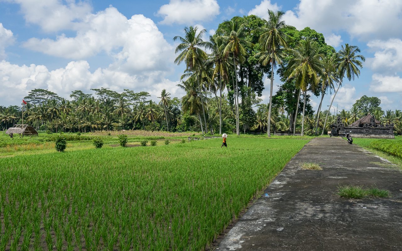 besten-ausfluege-ubud-reisfelder-mengwi-tipp