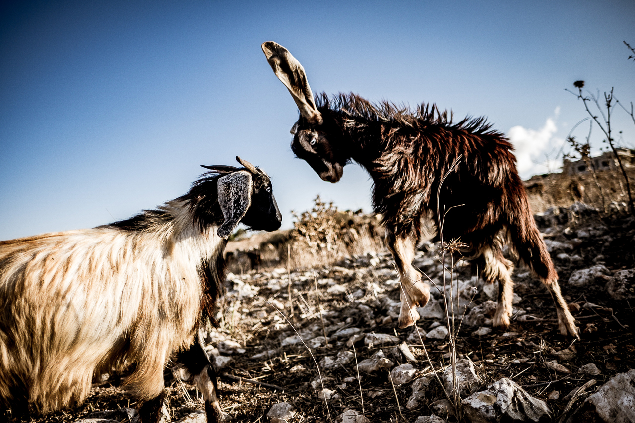 Libanon Schafe Ziegen