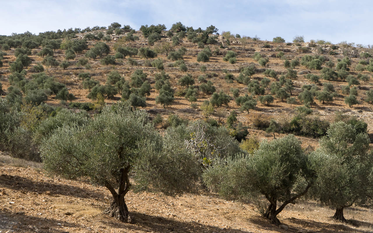 Olivenhaine in Ajloun - das grüne Gold Jordaniens