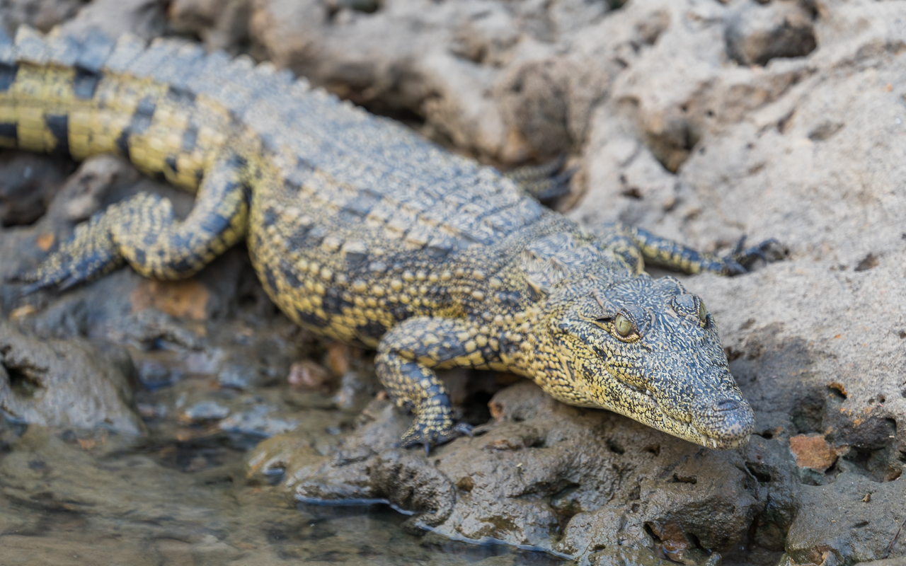 reisebericht-namibia-okavango-bootscruise-krokodil
