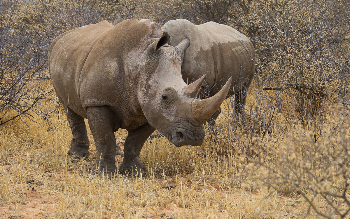 Rhino Drive Waterberg Plateau Nashorn