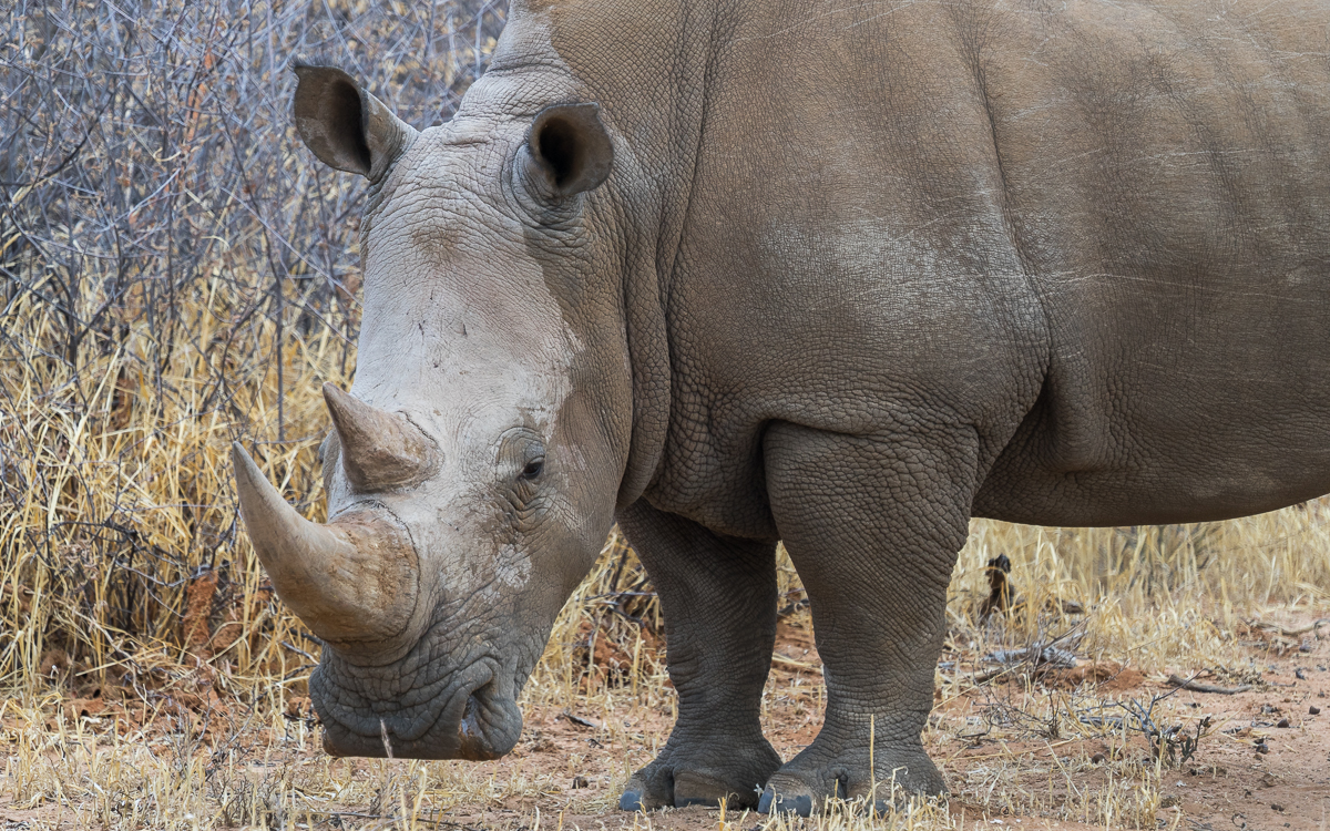 Nashorn Waterberg Wilderness Namibia