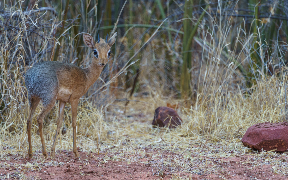 Waterberg Plateau Rhino Drive Steinbock