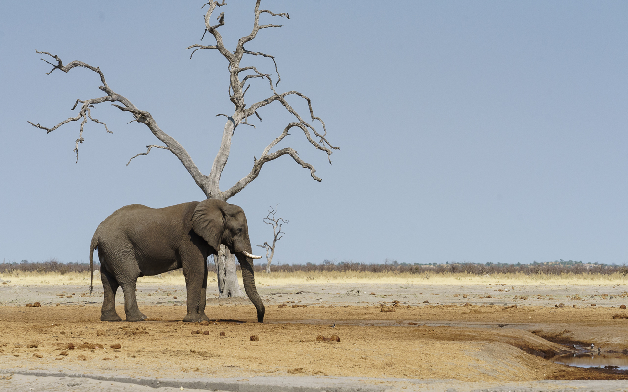 botswana-reisebericht-savuti-elefant