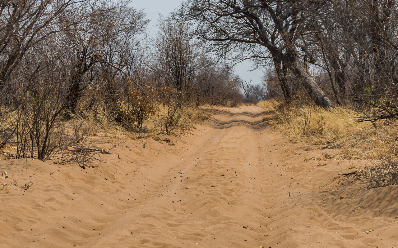 botswana-reisebericht-savuti-fahrt