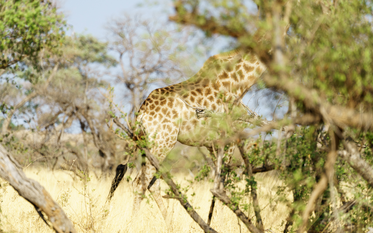 botswana-reisebericht-savuti-giraffe-versteck