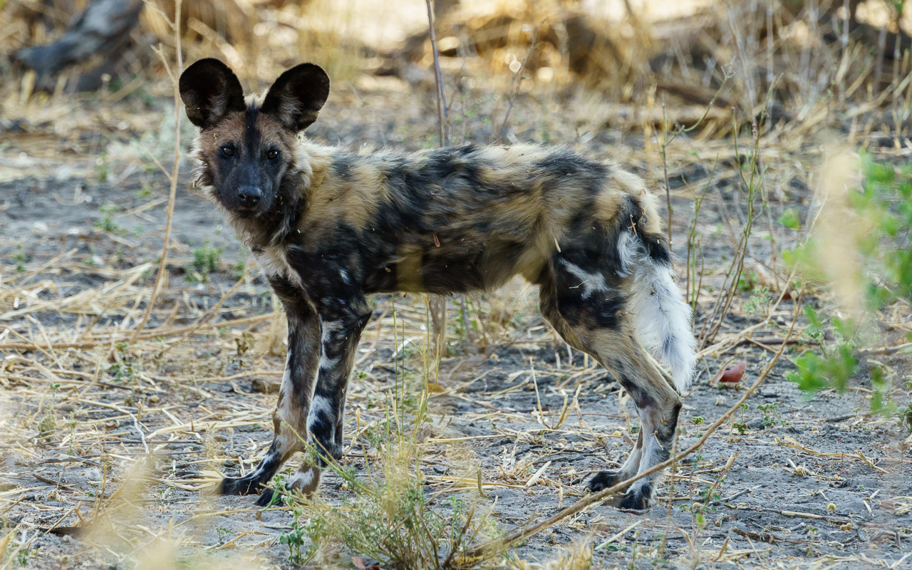 botswana-reisebericht-savuti-junger-wild-dog