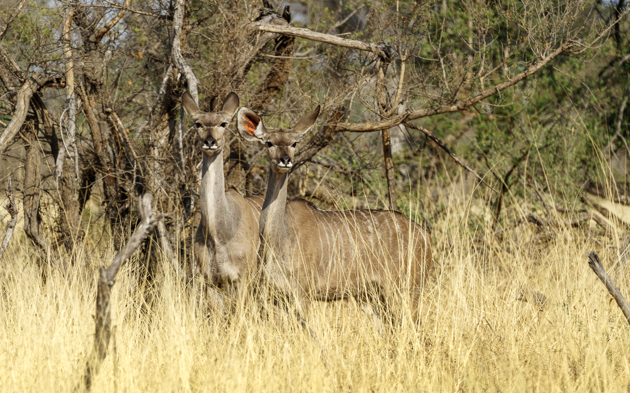 botswana-reisebericht-savuti-kudu