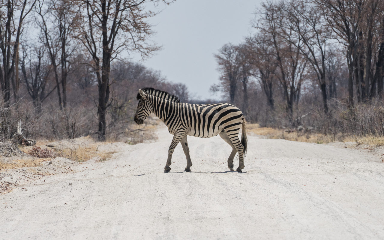 botswana-reisebericht-savuti-zebra
