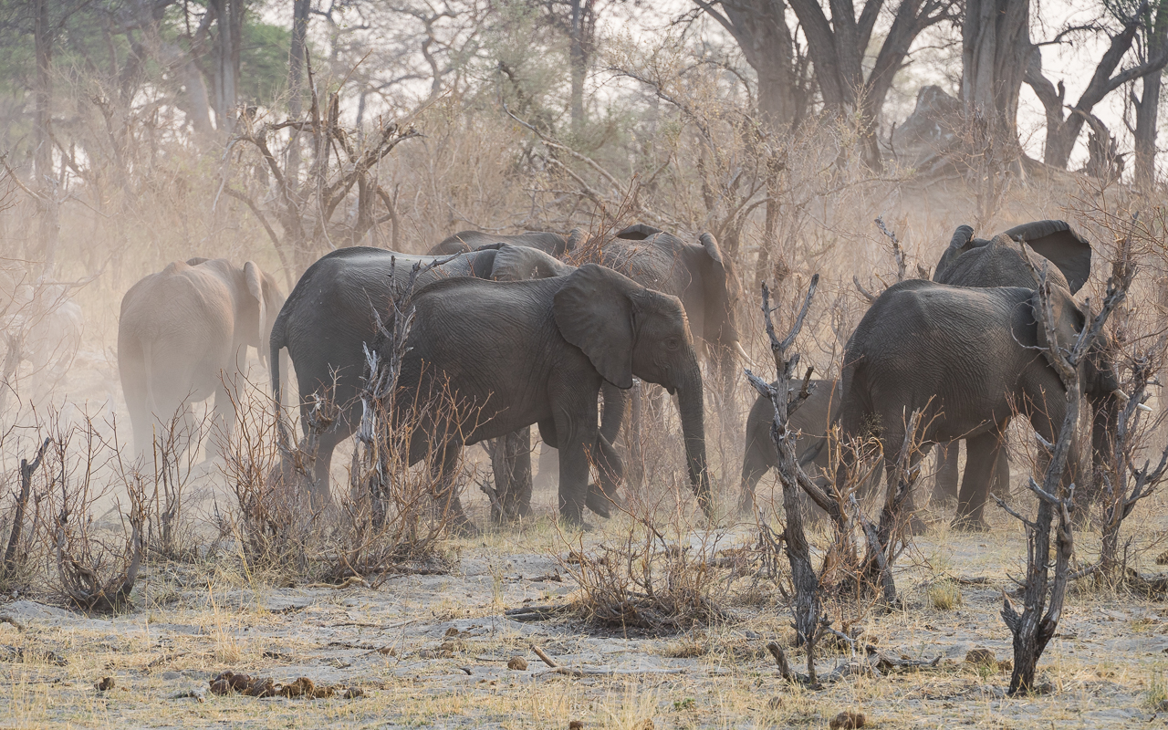 caprivi-namibia-bwabata-nationalpark-gamedrive-elefanten-staub-2