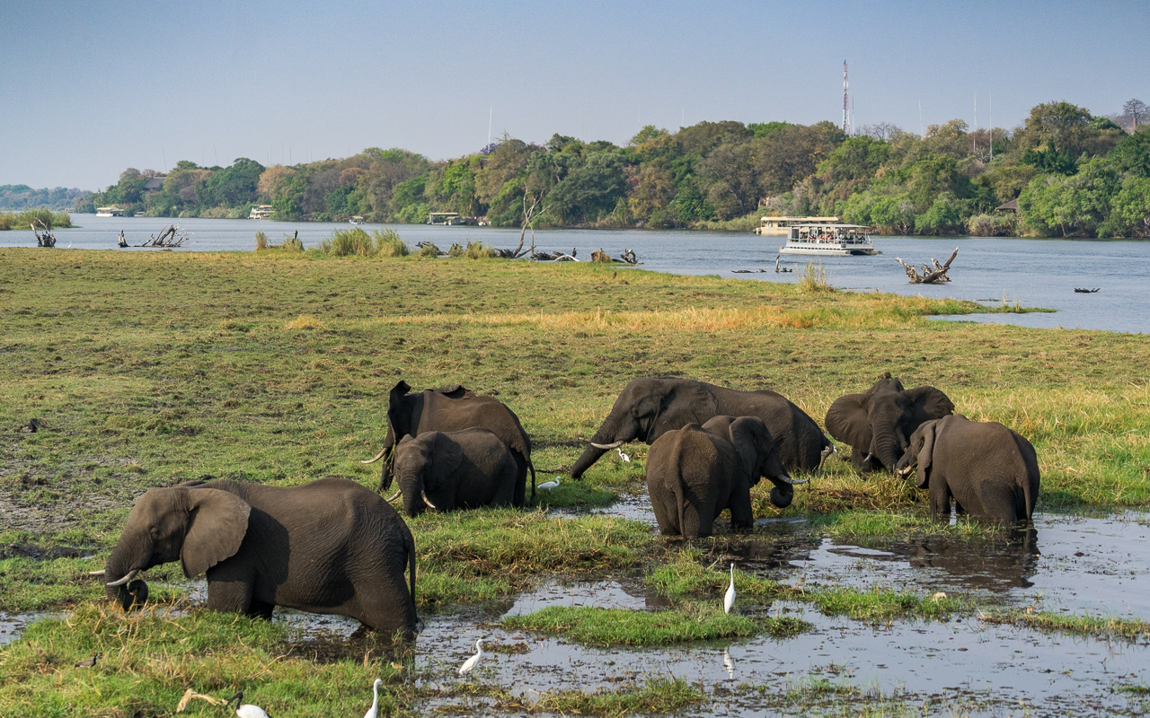 chobe-river-front-boot-cruise-elefanten-3