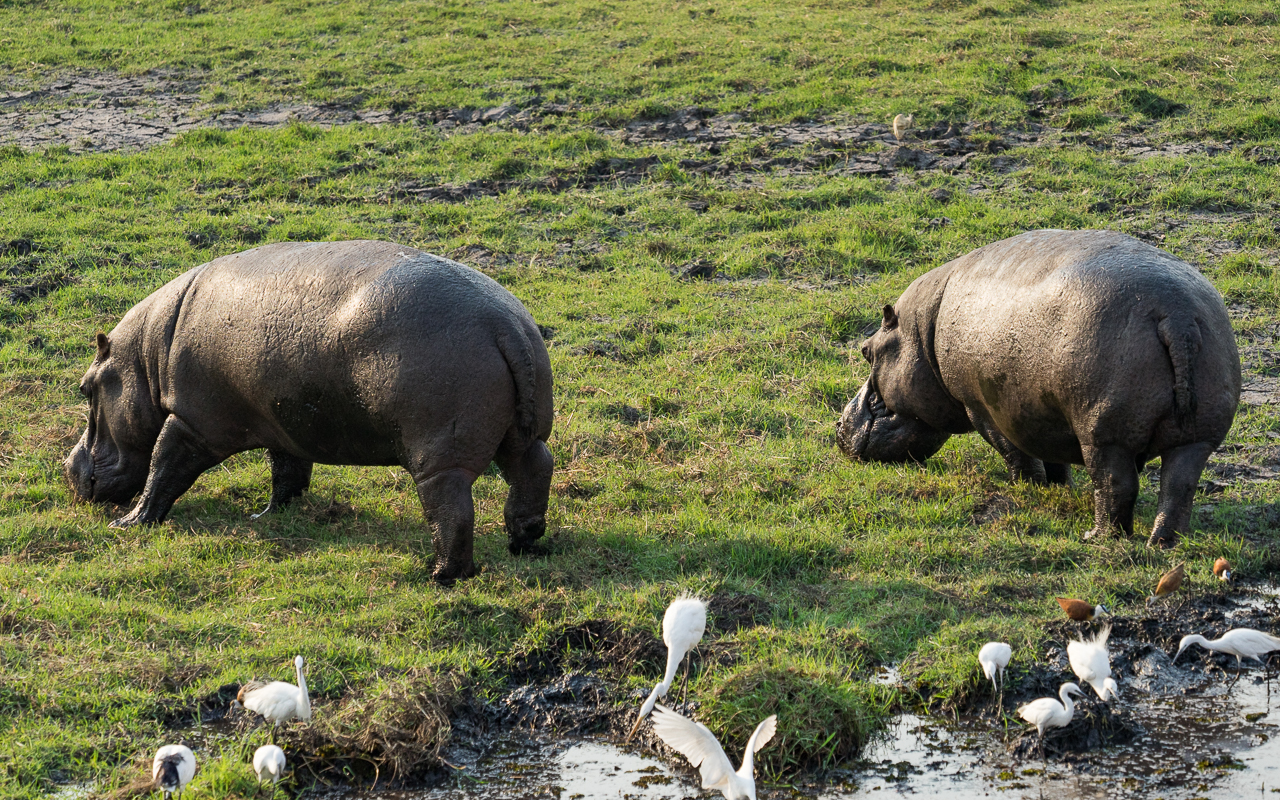 chobe-river-front-boot-cruise-nilpferd