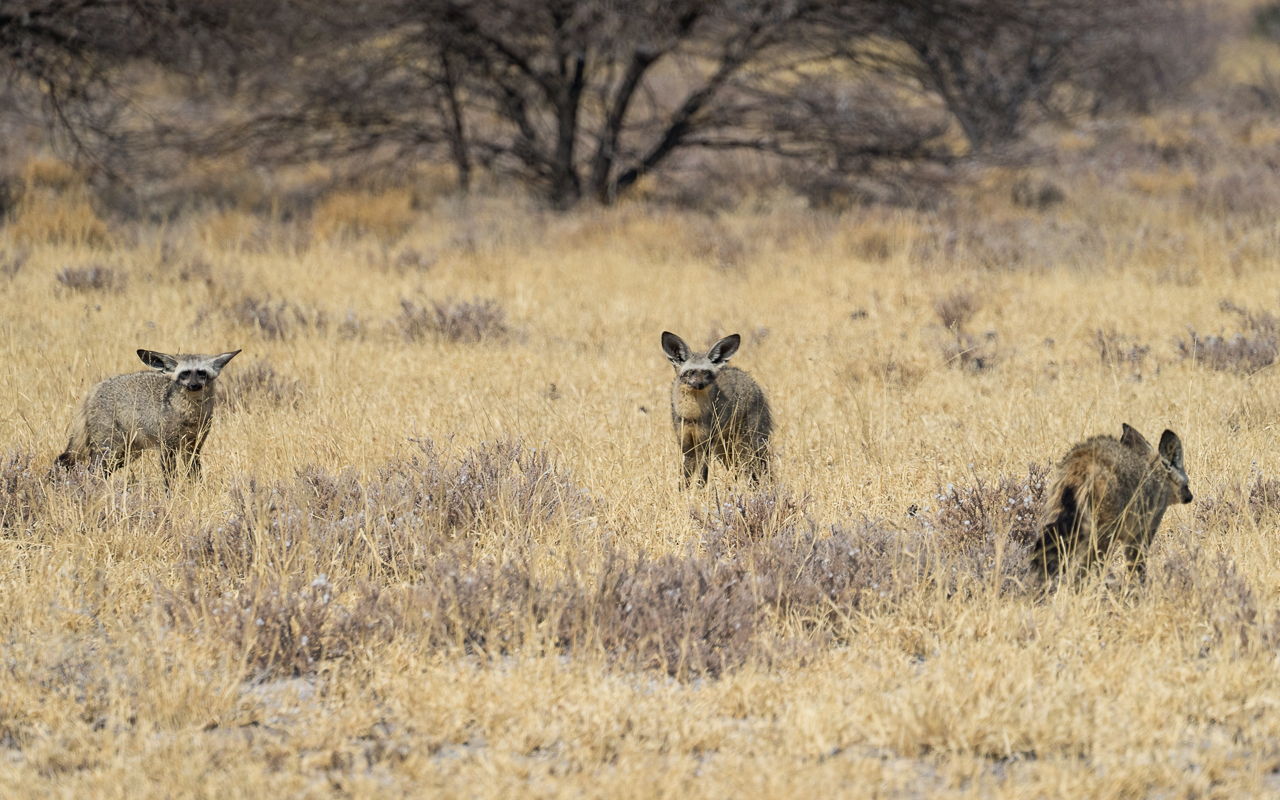 ckgr-botswana-deception-valley-loeffelhunde