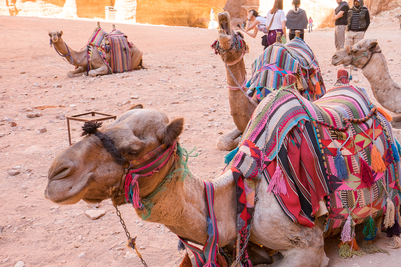 Felsenstadt Petra Jordanien Kamele