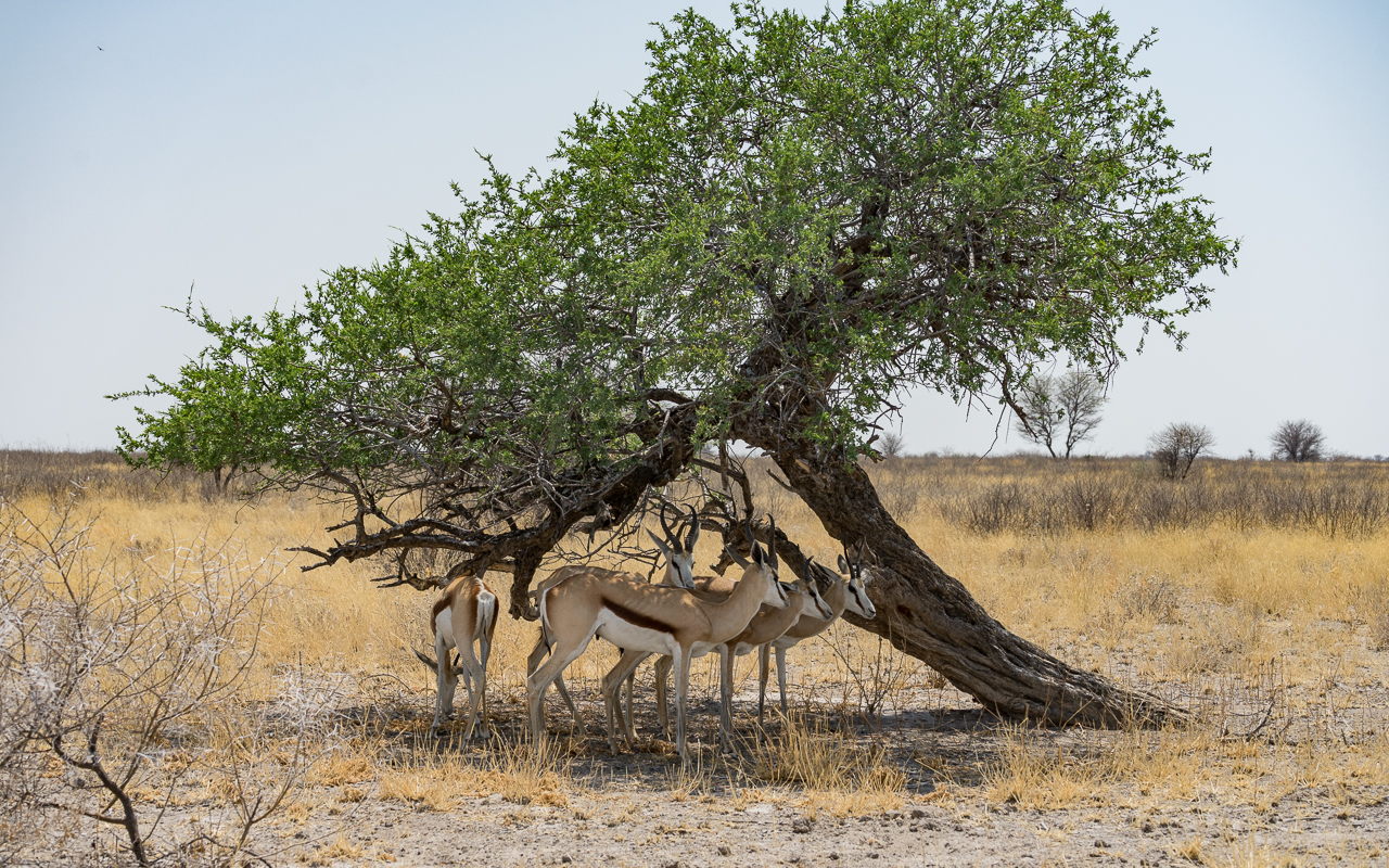 gate-ckgr-botswana-deception-valley-impala