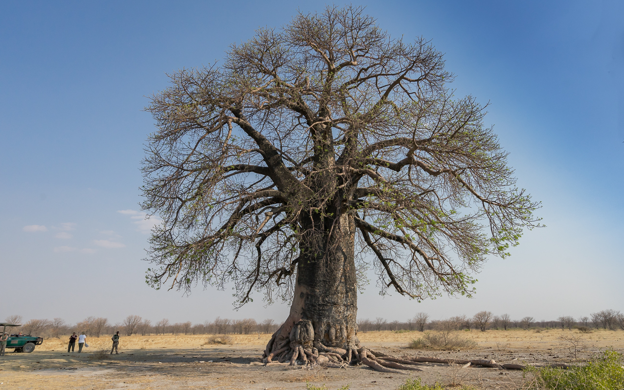 gweta-ntwewe-pan-baobab-botswana