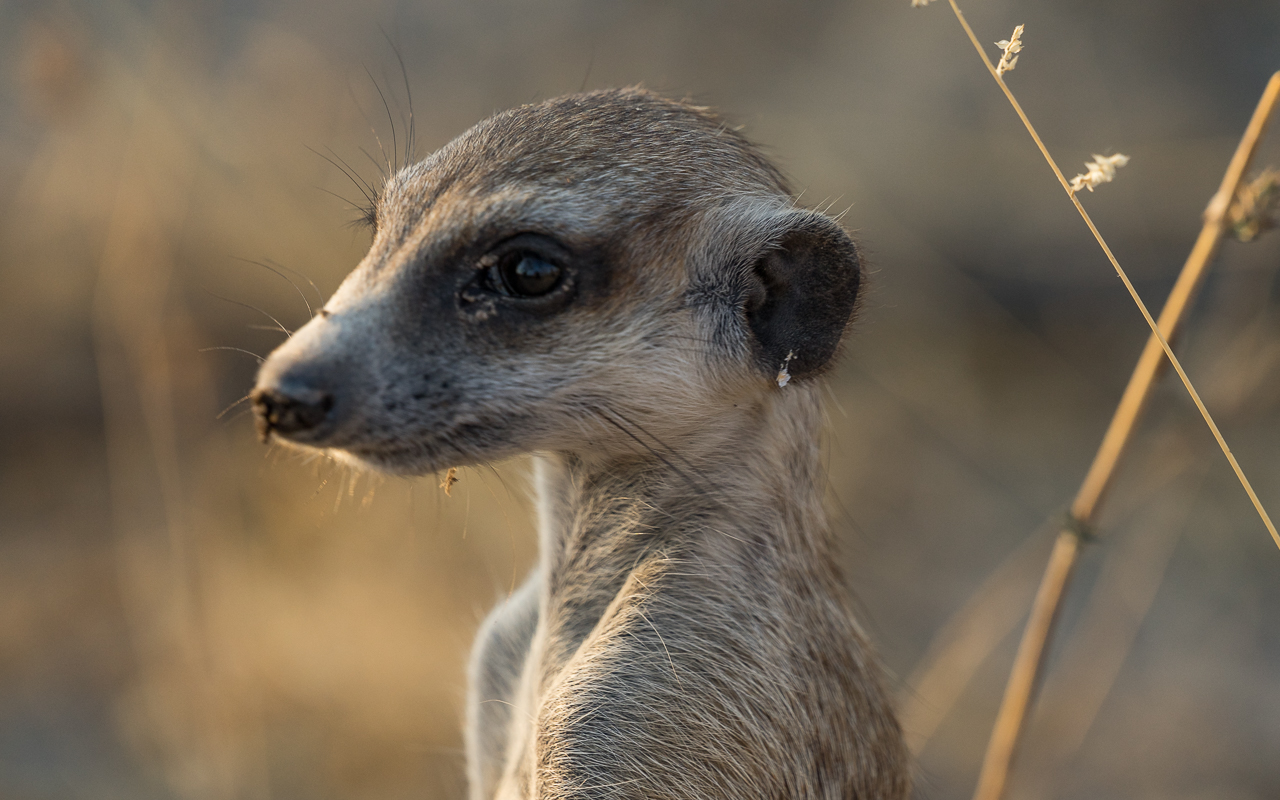 gweta-ntwewe-pan-meercats-4