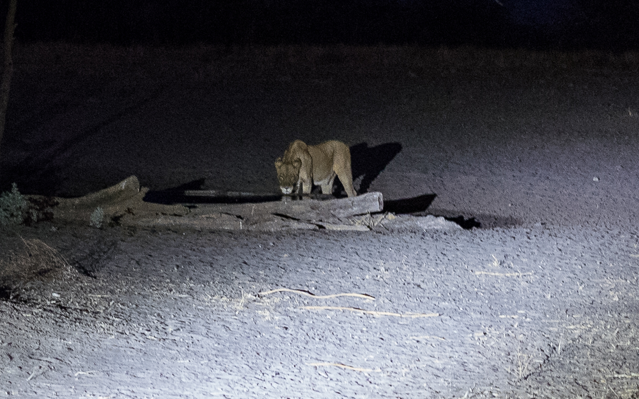 haina-lodge-ckgr-botswana-loewin