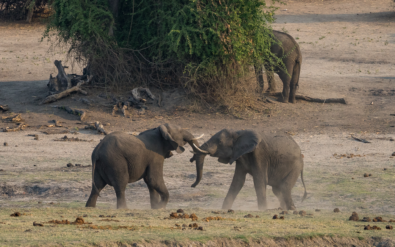 kasane-chobe-river-front-boot-cruise-elefanten-kampf