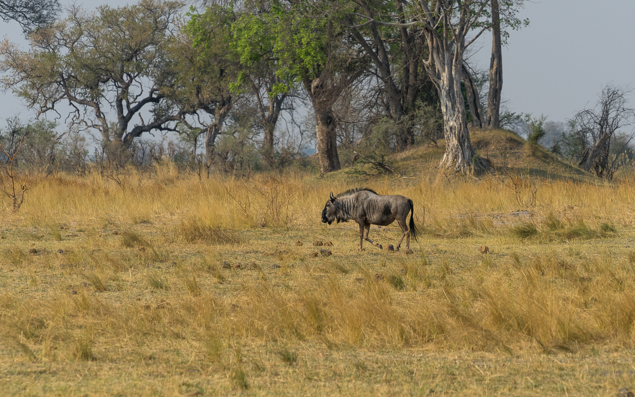 kongola-bwabata-nationalpark-game-drive-gnu