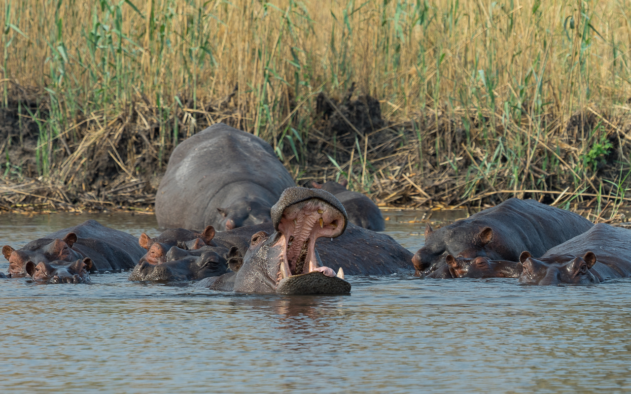 kongola-game-drive-kwando-river-nilpferde