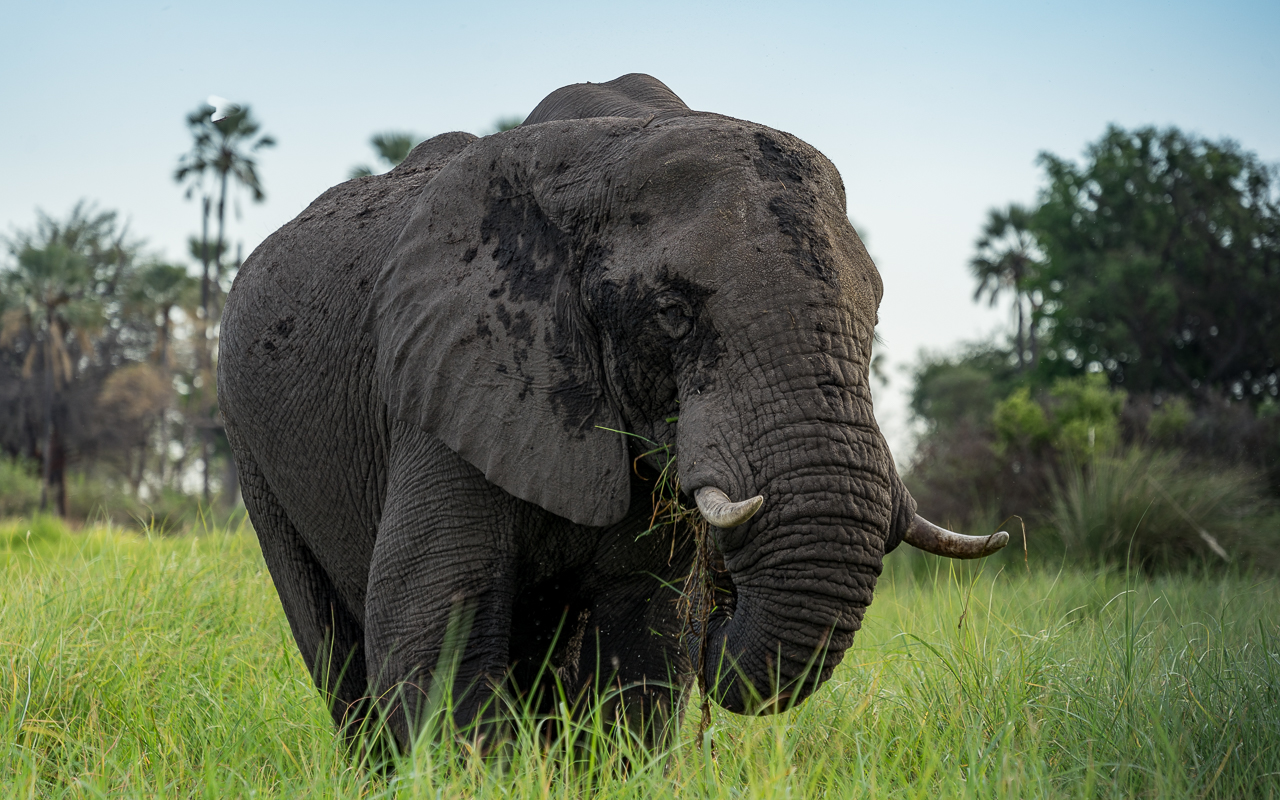okavango-delta-elefant-fressen-3