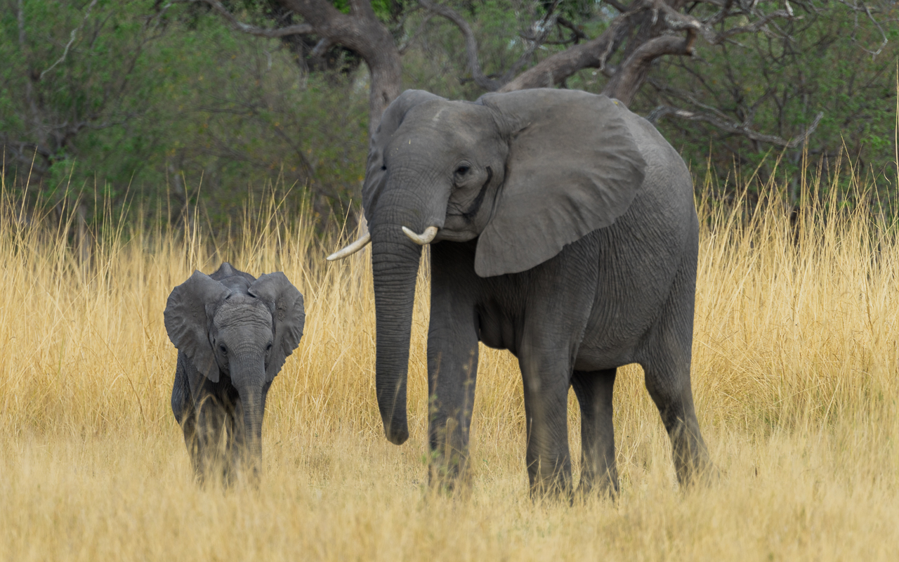 okavango-delta-elefanten-familie-botswana