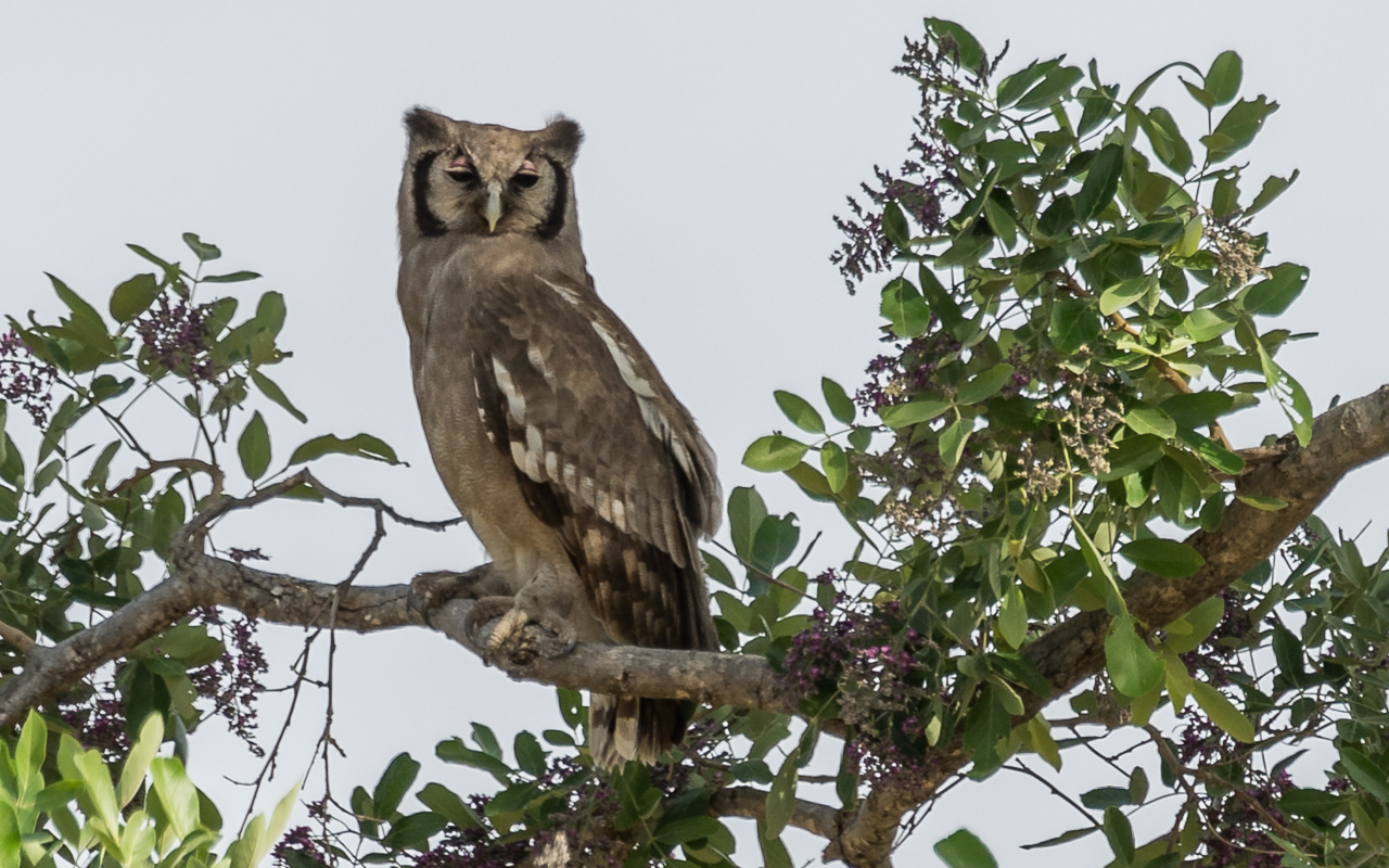 Milchuhu im Okavango Delta