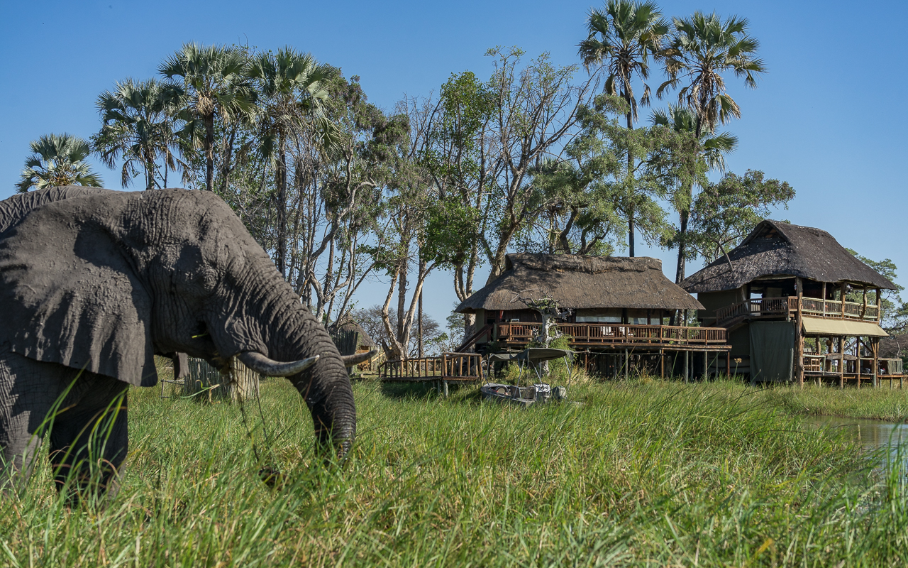 okavango-delta-gunns-camp-elefant-3