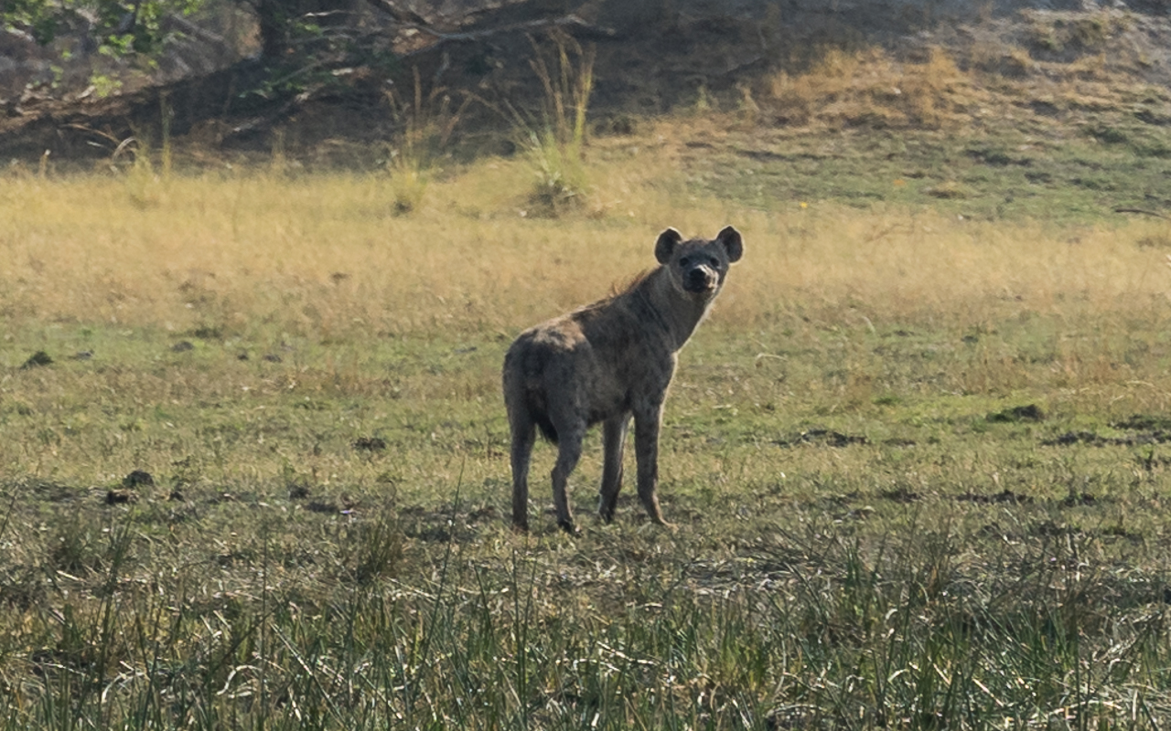 okavango-delta-hyaene